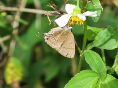 Rapala varuna formosana