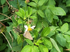 Rapala varuna formosana