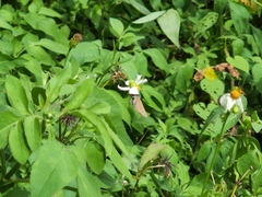 Rapala varuna formosana