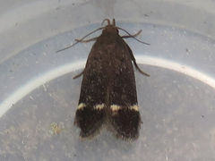 Anacampsis lupinella