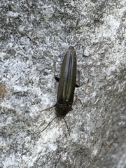 Enchodes sericea