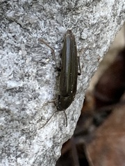 Enchodes sericea