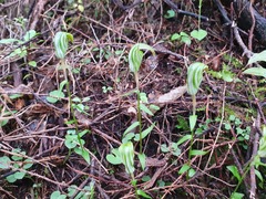 Pterostylis alobula