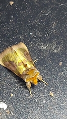 Diachrysia chrysitis