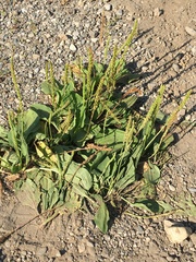 Plantago major