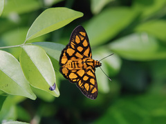 Odina hieroglyphica ortina