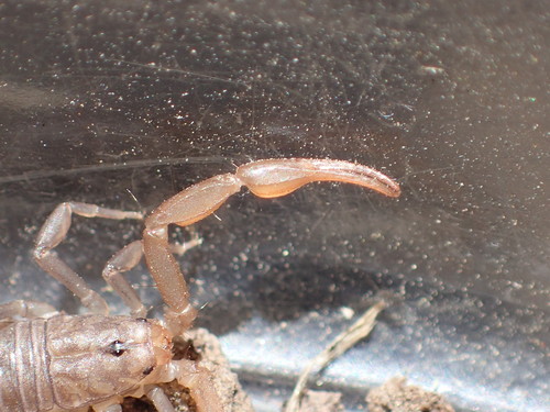 Sawfinger Scorpion