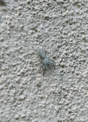 Menemerus taeniatus