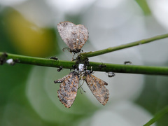 Logania marmorata damis