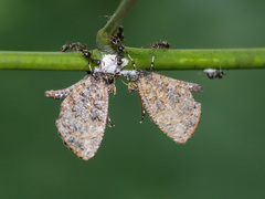Logania marmorata damis