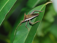 Aspilosterna albovittata