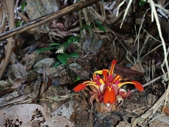 Etlingera coccinea