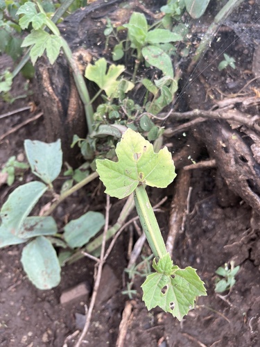 Cissus quadrangularis