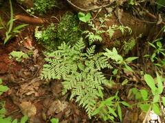 Cheilanthes schimperi