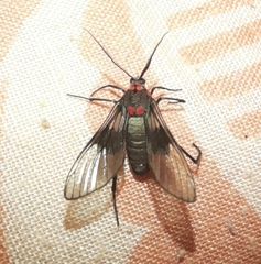 Pseudocharis melanthus