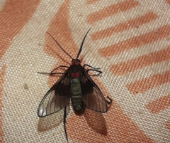 Pseudocharis melanthus