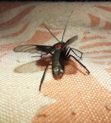 Pseudocharis melanthus