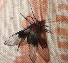 Pseudocharis melanthus