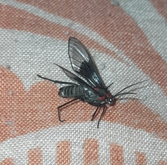 Pseudocharis melanthus