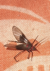 Pseudocharis melanthus