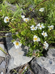 Rosa maximowicziana