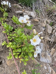 Rosa maximowicziana