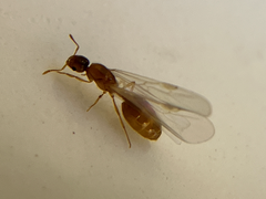 Solenopsis molesta