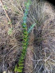 Lopholaena segmentata