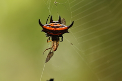 Gasteracantha curvispina