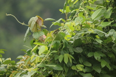 Pogoniulus scolopaceus