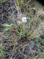 Striga gesnerioides