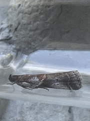 Acrobasis suavella