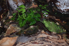 Asplenium oblongifolium