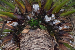 Asplenium oblongifolium