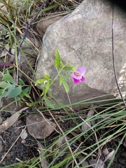 Sphenostylis angustifolia