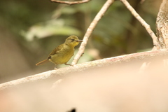 Phyllastrephus icterinus