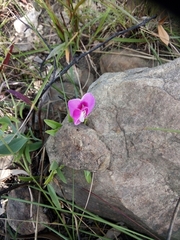 Sphenostylis angustifolia