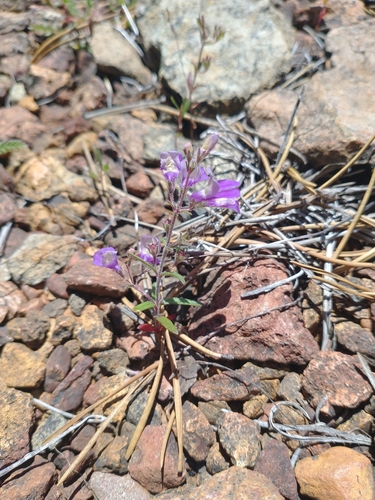 Image of Collinsia linearis by no rights reserved