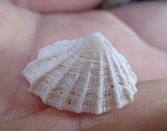 Puncturella cucullata