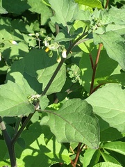 Solanum nigrum