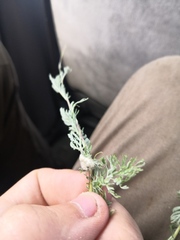 Artemisia sericea