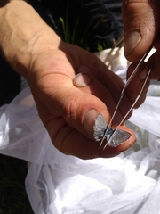 Glaucopsyche lygdamus