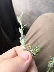 Artemisia sericea