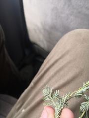Artemisia sericea