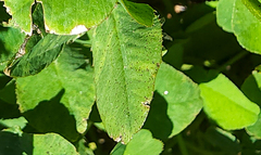 Uromyces trifolii-repentis