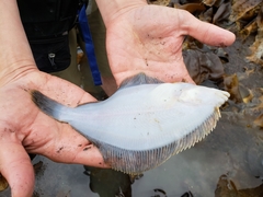 Pleuronectidae