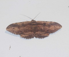Anisoneura aluco