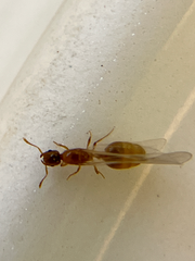 Solenopsis molesta
