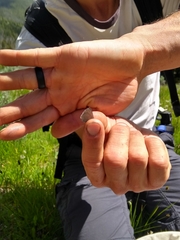 Glaucopsyche lygdamus