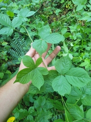 Rubus leviculus